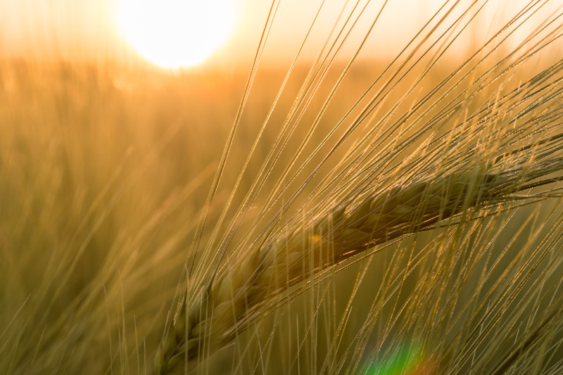 Ohra barley