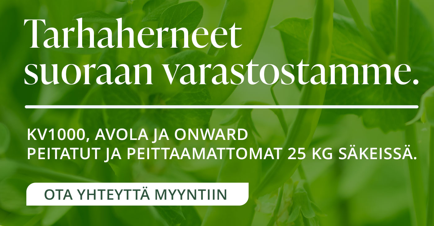 Tarhaherneet