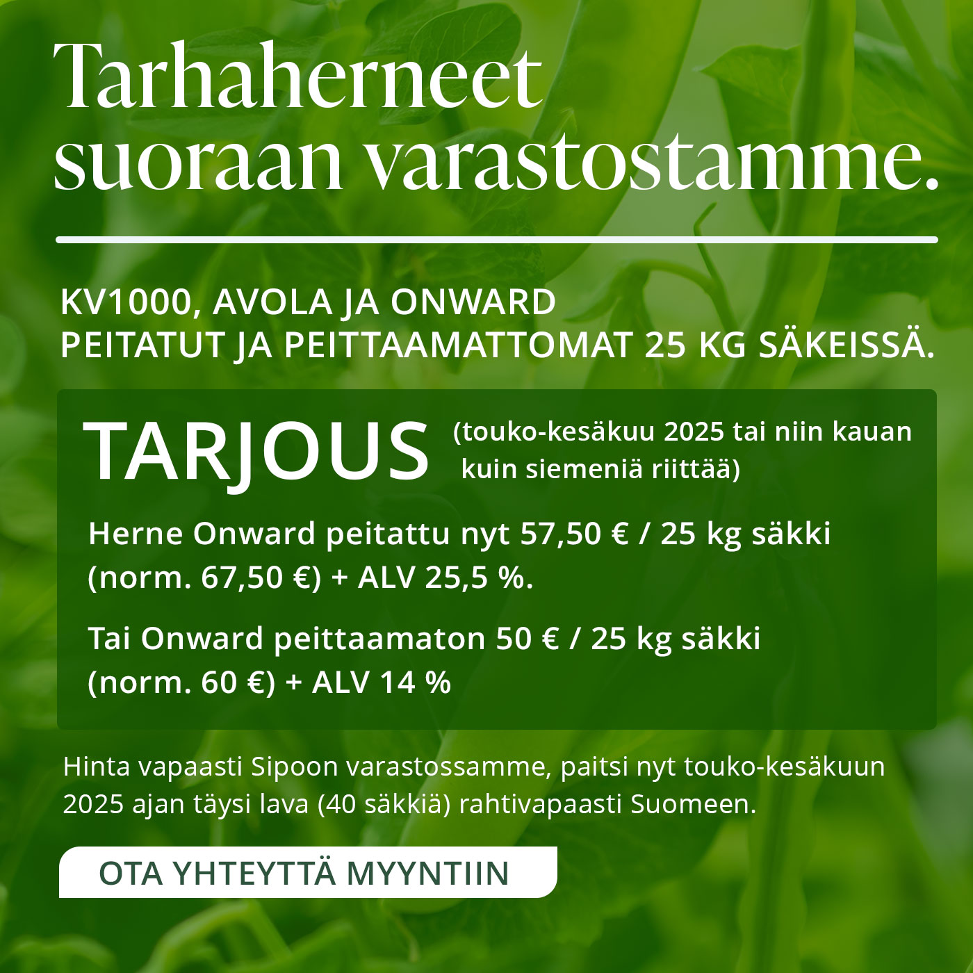 Tarhaherneet
