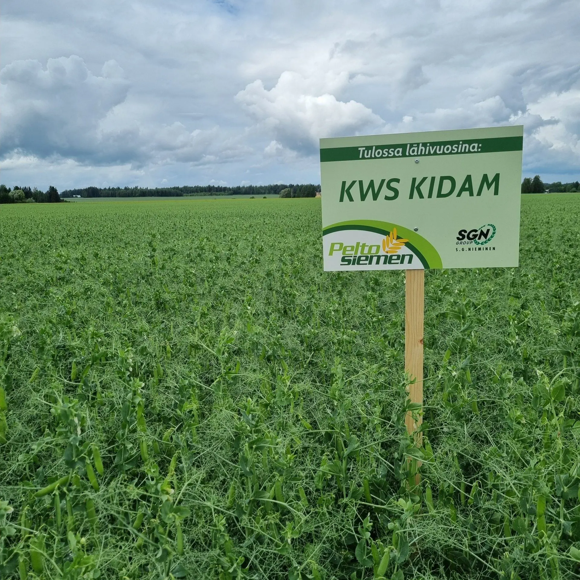 KWS Kidam