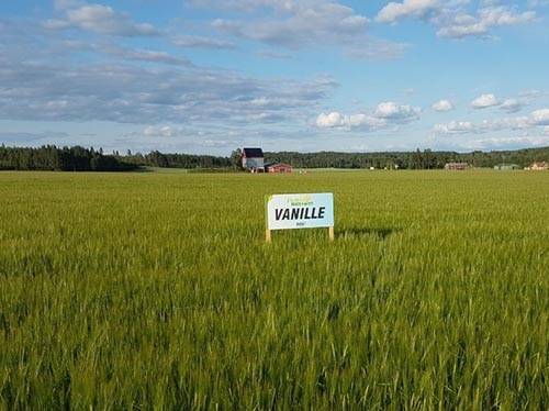 Vanille