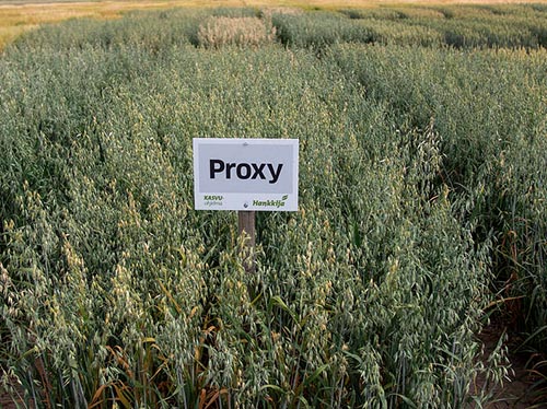 Proxy