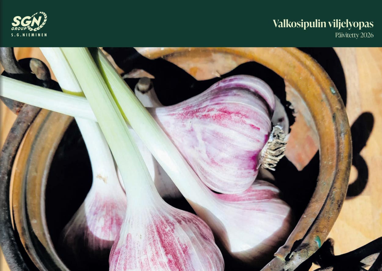 Valkosipulin viljelyopas on nyt luettavissa verkossa